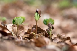 Buche Samen Baum