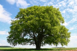 Alter Buchbaum