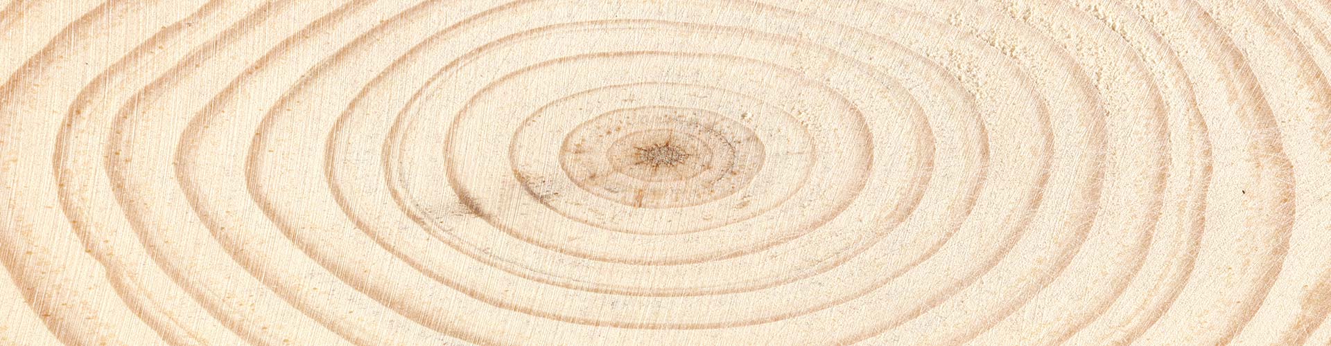 Holzart Fichte (Rottanne) Lexikon 