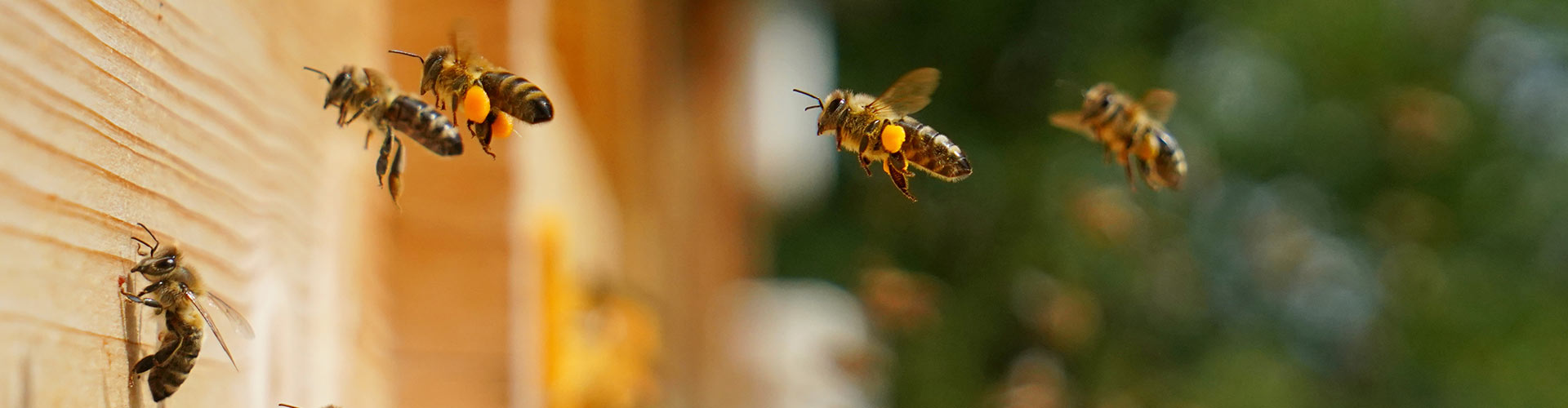 Sanierung Bienenhaus Bienenkasten